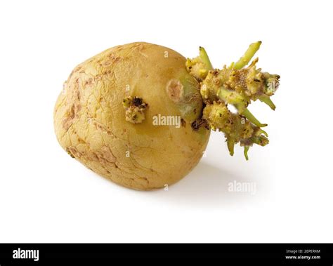 Shriveled Sprouted Potato Isolated On White Background One Seed Tuber