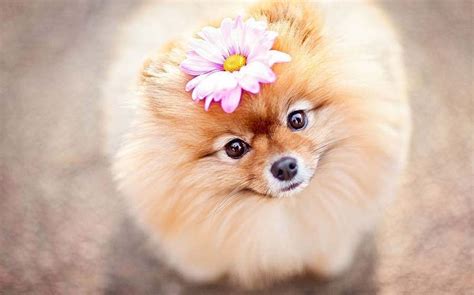 Pomeranian Wallpapers Wallpaper Cave