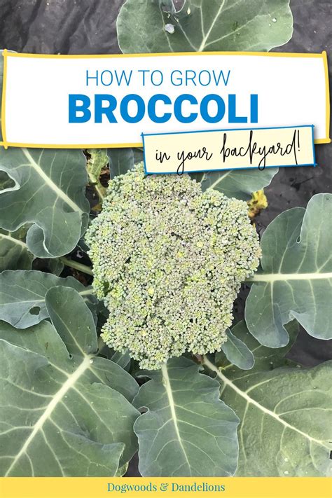 How To Grow Broccoli In 2021 Growing Broccoli Easy Vegetables To