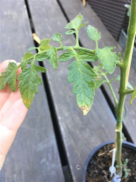 Tomato Tips Of Leaves Turning Brown Is It Sick