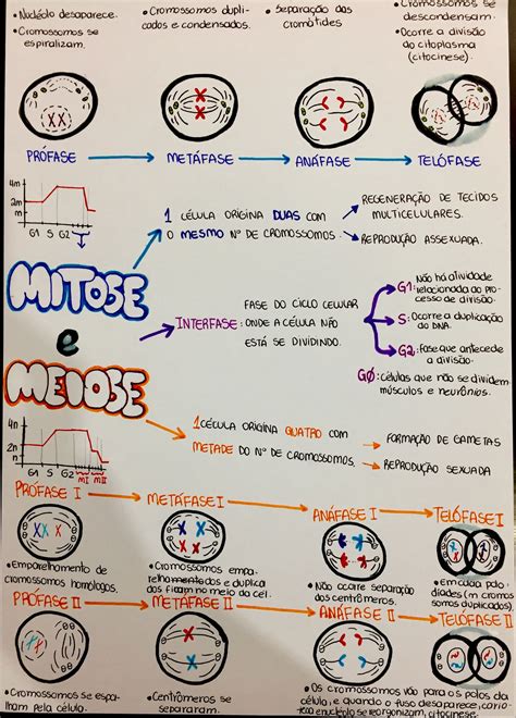 Mitose Mitose Mapa Mental Biologia Celular Images