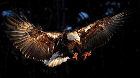 Native American Eagle Hd Wallpapers Top Free Native American Eagle Hd Backgrounds