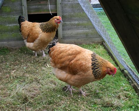 Railway Fields Chickens