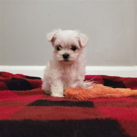 Prices $1600 and up, visit my website…. Teacup Maltipoo Puppy in Virginia 11/25/19 | Maltipoo ...