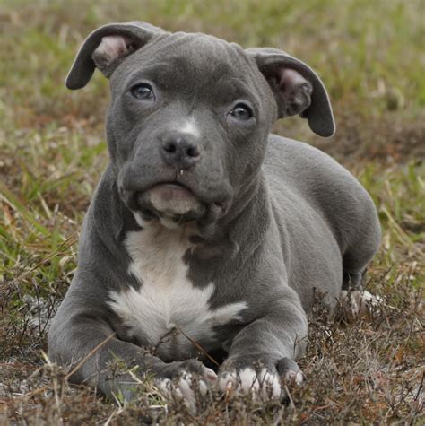 Training a blue nose pitbull puppy. The Media & Pit Bulls: Destroying a Breed's Reputation ...