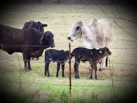 New Brahman Babies At The Vhr Ranch In Ledbetter Tx Animals Brahma Cow