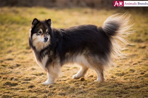 Swedish Lapphund Facts Pictures Puppies Temperament Information