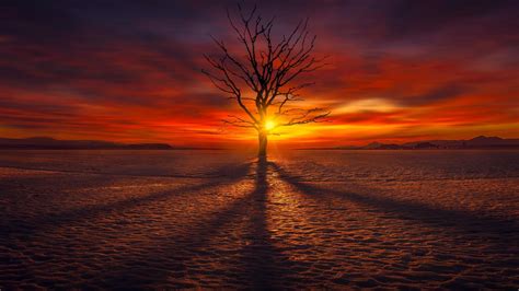 Lonely Tree In The Sunset Wallpaper Backiee