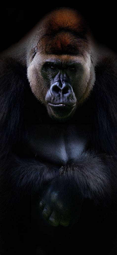 Silverback Gorilla Background Free Picture Iphone Wallpapers Free Download