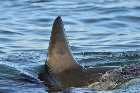 How Sharks Use Their Different Fins Shark Diving Unlimited