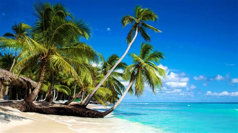 Wallpaper Beautiful Beach Palm Trees Sea Blue Sky Clouds Tropical My