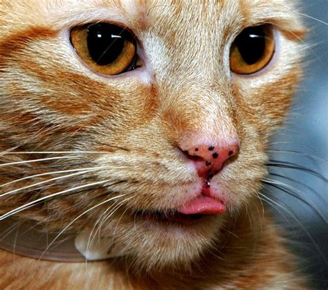 Cat Has Black Spots On Chin Vatelinfua