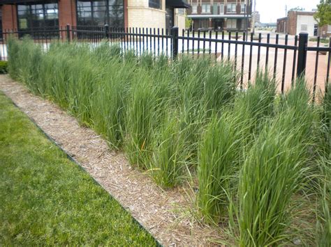 Image Result For Ornamental Grass Against Fence Ornamental Grasses