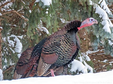 post thanksgiving turkeys 365 days of birds