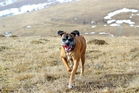 How To Care For Your Senior Boxer Boxer Dog Diaries