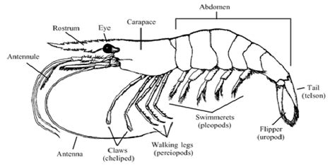 Shellfish Information Shrimp Anatomy