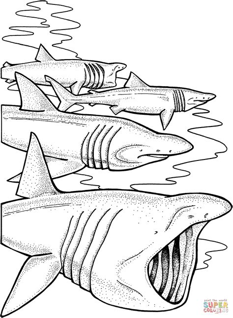 Basking Sharks Coloring Page Free Printable Coloring Pages