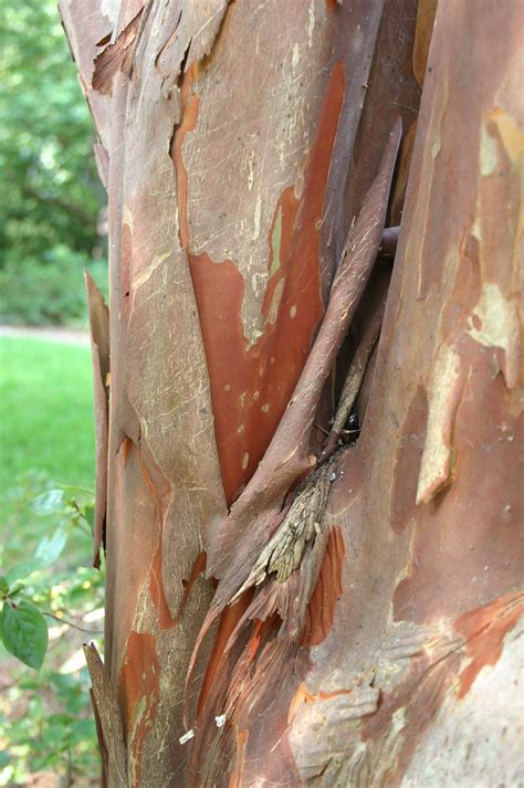 Crepemyrtle River Birch Maple Bark Peeling Walter Reeves The