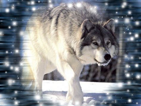 Check spelling or type a new query. Cool Wolf Backgrounds - Wallpaper Cave