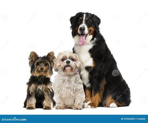 Three Dogs Stock Photography 2506430
