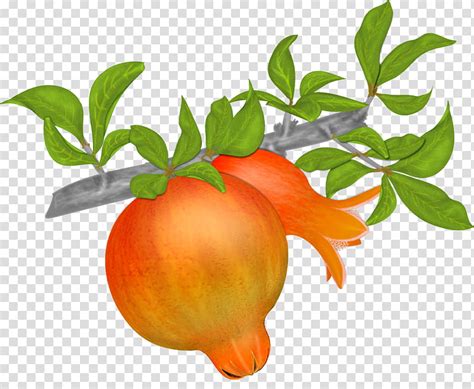 Pomegranates Orange Bell Flowers Transparent Background Png Clipart