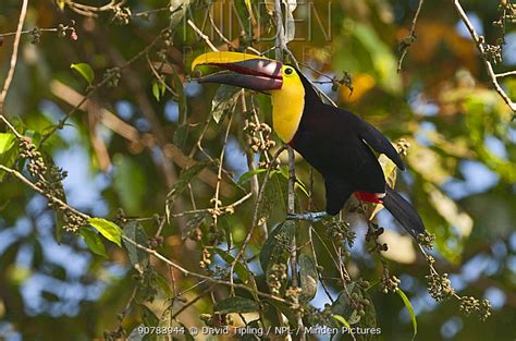 Chestnut Mandibled Toucan Stock Photo Minden Pictures