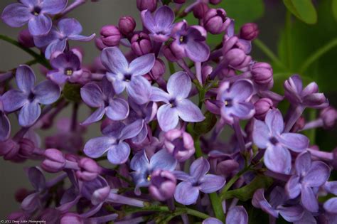 Lilacs Lilac Flowers Doug Alder Flickr