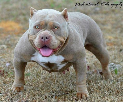 Check spelling or type a new query. Suga - Champagne Tricolor | Bully breeds dogs, Bully dog ...