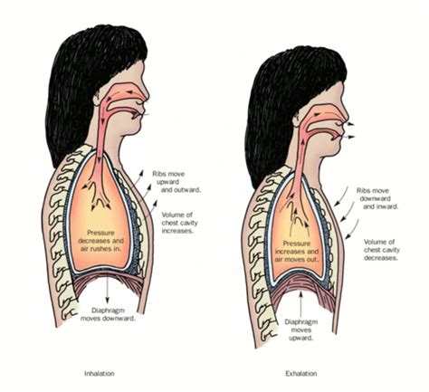 Respiratory System Review Flashcards Quizlet