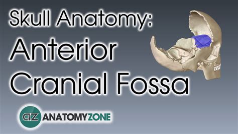 Anterior Cranial Fossa Skull Anatomy Youtube