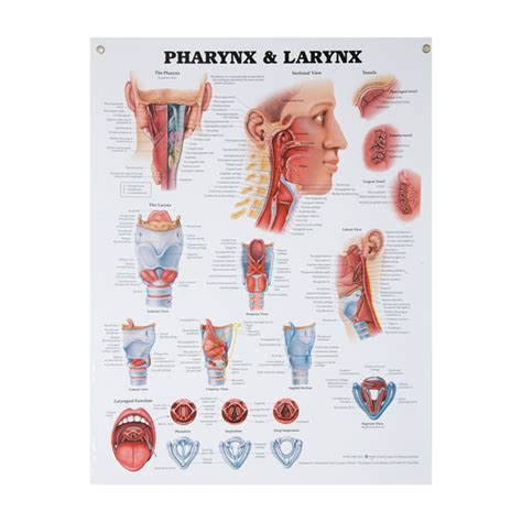 Anatomical Wall Charts Vinyl Laminated North Coast Medical