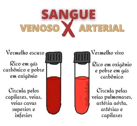 Sangue características diferenças Venoso Arterial School