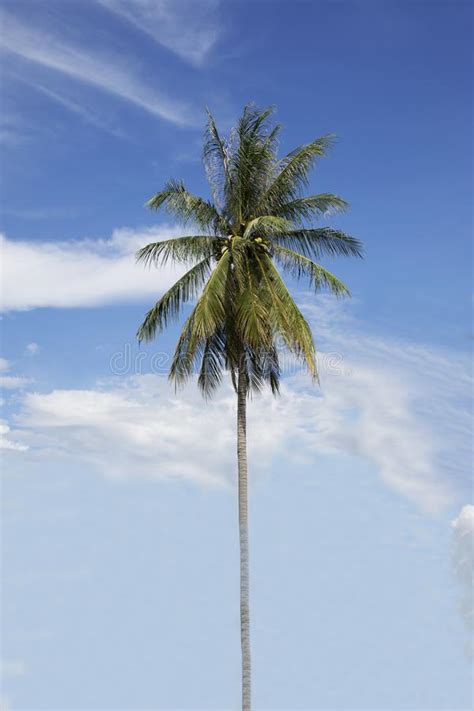 Single Coconut Tree Isolated On Blue Sky Background Stock Image