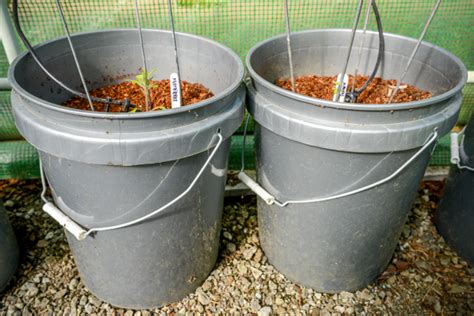 How To Grow Perfect Peppers And Tomatoes In A 5 Gallon Bucket Urban