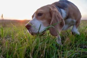 In such cases it is not likely to be accompanied by any other symptoms and is probably if the vomiting of undigested food occurs 12 hours after they last ate, then it signals an issue with digestion. Dog Eating Grass and Vomiting. A Helpful Guide - Happy Fit Dog