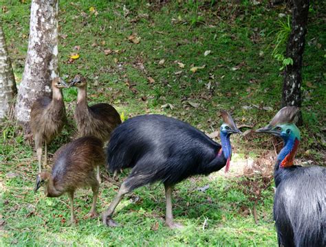 Considered The Worlds Most Dangerous Bird By Somecassowary Of