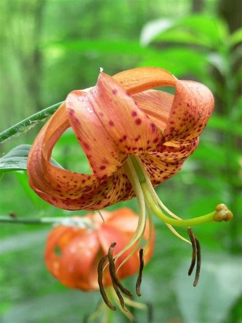 Amazonsmile 20 Orange Turks Cap Lily Lilium Superbum Flower Seeds