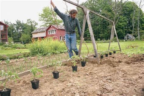Trellis And Train Your Tomato Plants For Big Fruit That Ripens Fast