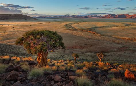 Wallpaper Nature Landscape Africa Quiver Tree Forest Keetmanshoop Namibia Images For