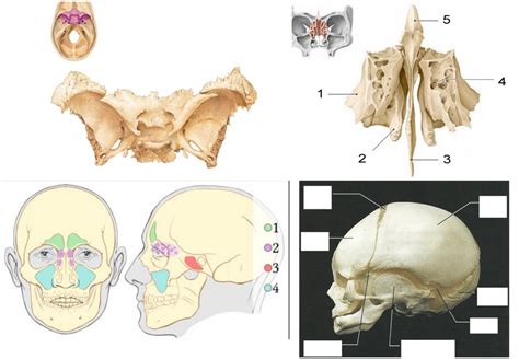 Anatomy Lab Study Guide Skull Labeling Spenoid Ethmoid Paranasal Sinuses And Fetal Skull