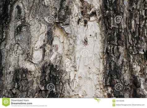Old Tree Bark Structure Stock Photo Image Of Bark Moss 105106266