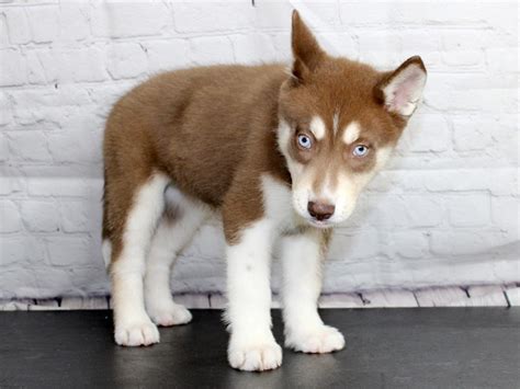 Red Huskies Puppies Three Blue Eyed Copper And Light Red Husky