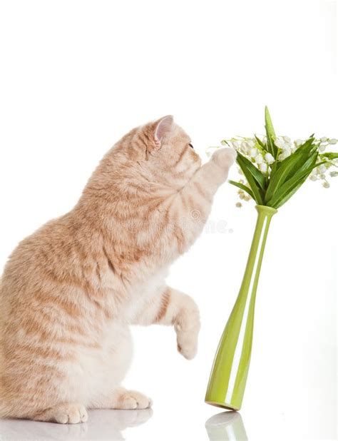 funny cat and red tomato stock image image of medicine 42995615