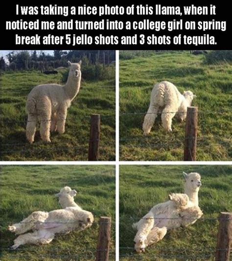 Llama Has Moves Funny Animals Funny Animal Pictures Cute Funny Animals