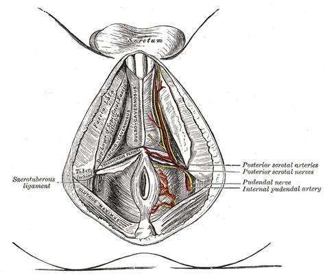 Pudendal Nerve Block Statpearls Ncbi Bookshelf