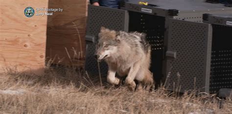 First Endangered Gray Wolves Released In Colorado Reintroduction Plan