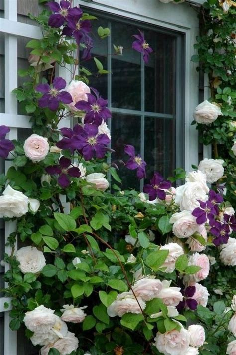 10 Easy Tips To Plant A Climbing Rose Backyard Garden Design Courtyard