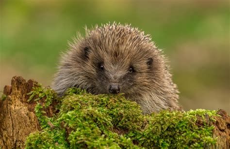 Hedgehog Coatsey Shutterstock - People's Trust for Endangered Species