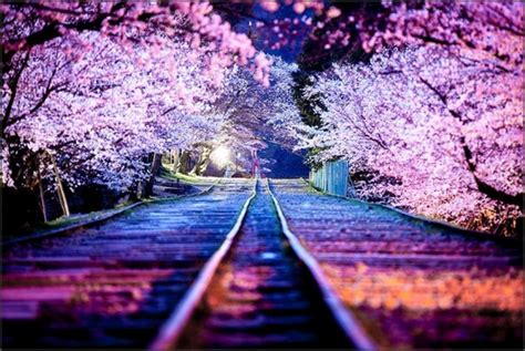 Bunga sakura adalah bunga yang sempat dipandang sebelah mata loh. Foto Indahnya Bunga Sakura di Jepang