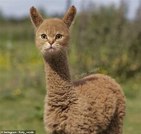 An Artist Photoshopped Cat Faces Onto Other Animals In Bizarre Gallery
